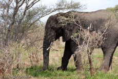 Afrikanischer Elefant (20 von 131).jpg